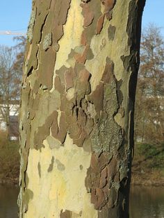 a close up of the bark on a tree next to a body of water with buildings in the background