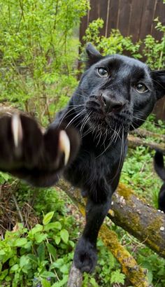 a close up of a black cat on a tree branch with its paw in the air