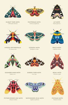 the different types of moths are shown in this poster, which shows them all different colors