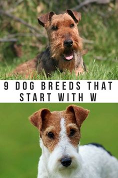 Dog breeds that start with W are rare, making up just 9 of over 200 official dog breeds. They include the Whippet, Weimaraner, Wirehaired Pointing Griffon, Welsh Springer Spaniel, Wirehaired Vizsla, Welsh Terrier, Working Kelpie, Westie and Wire Fox Terrier. Working Kelpie, German Hunting Terrier, Dog Chart, Wirehaired Vizsla, Wirehaired Pointing Griffon, Pointing Griffon, Welsh Springer Spaniel, Welsh Terrier