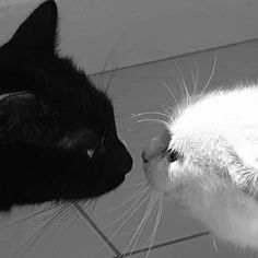 a black and white cat is kissing another one's face on the tile floor