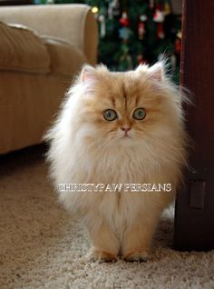 an orange and white cat sitting on the floor in front of a christmas tree