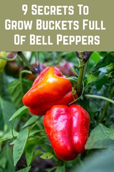 red peppers growing in the garden with text overlay that reads 9 secrets to grow buckets full of bell peppers