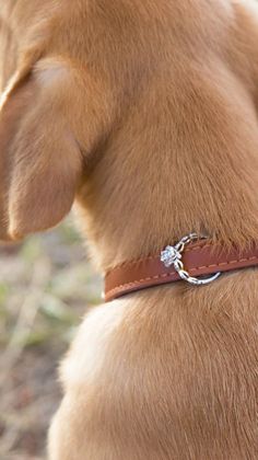 a close up of a dog wearing a leather collar