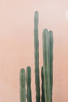 there is a large cactus in the pot on the table next to the pink wall