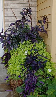 purple and green plants in front of a house