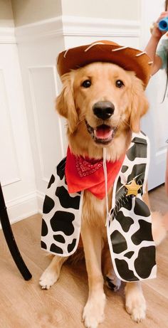 a dog dressed up as a cowgirl