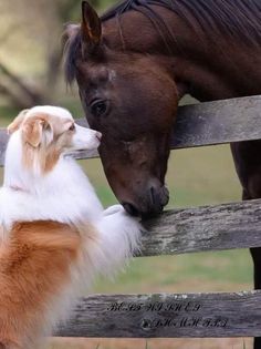 a brown horse and a white dog are touching noses on a wooden bench with a horse in the background