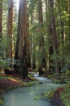 a stream running through a forest filled with trees and ferns on the side of it