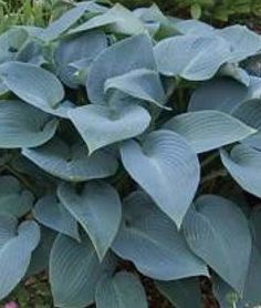 a close up of a plant with blue leaves