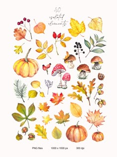 an illustration of autumn leaves and mushrooms