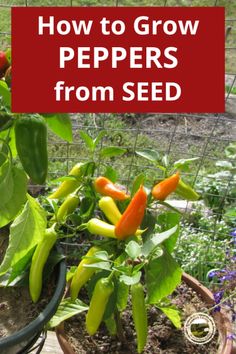 peppers growing in a pot with the words how to grow peppers from seed