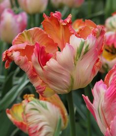 many different colored flowers are in the field together and one is pink, orange, yellow and white