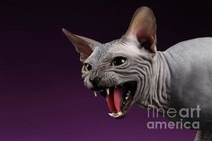 a hairless cat with it's mouth open and its teeth wide open, on a purple background