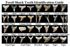 the different types of tooth teeth are shown in this chart, and each is labeled with their