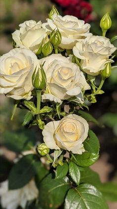 a bouquet of white roses with green leaves