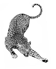 a black and white drawing of a cheetah on the ground with its tail curled up