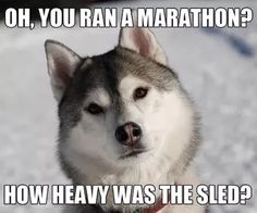 a husky dog sitting in the snow with caption that reads oh, you ran a marathon? how heavy was the sled?