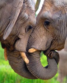 two elephants with their trunks touching each other's foreheads in front of green grass