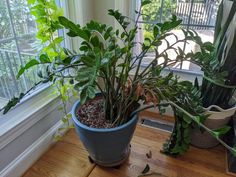 two potted plants sitting on top of a wooden table in front of a window