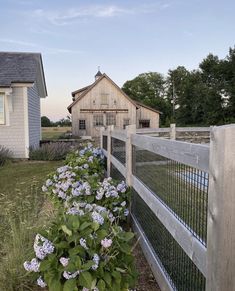 blue flowers are growing next to a fence in front of an old building with a barn