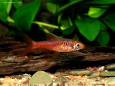 a small red fish swimming on top of rocks in an aquarium filled with green plants