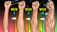 an image of arm muscles showing the different stages of flexing their arms and shoulders