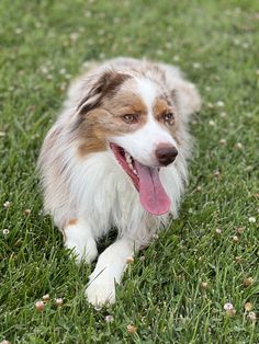 a dog laying in the grass with its tongue out