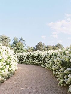 white flowers are growing along the side of a path