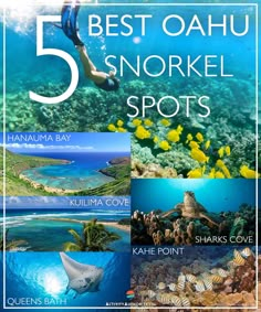 the 5 best oahuu snorkel spots