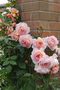 pink roses growing on the side of a brick building