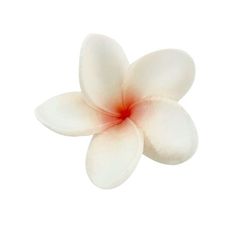 a white flower with red center on a white background