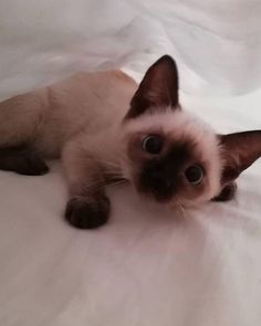 a siamese cat laying on top of a white sheet covered bed looking at the camera