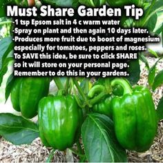 green peppers growing in the garden with text that says must share garden tip