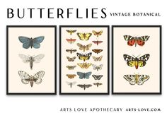 three framed pictures with butterflies on them and the words butterflies vintage botanical art above it