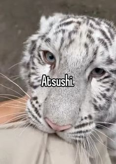 a close up of a white tiger with the words atsuhi on it's face