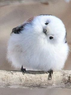 a small white bird sitting on top of a tree branch