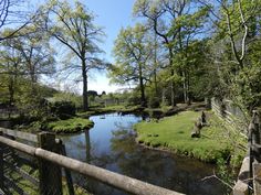 a river running through a lush green forest filled with lots of trees and grass next to a wooden fence