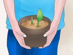 a person holding a potted plant in their hands