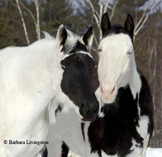 two black and white horses standing next to each other on snow covered ground with trees in the background