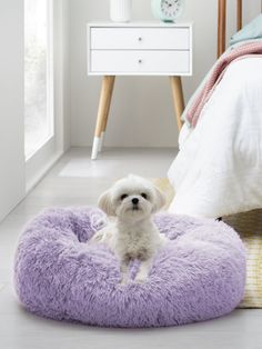 a small white dog is sitting on a green pet bed in the middle of a bedroom