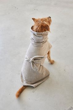 a small dog wearing a coat on top of it's back legs and sitting down