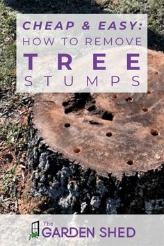 a tree stump with the words cheap and easy how to remove tree stumps on it