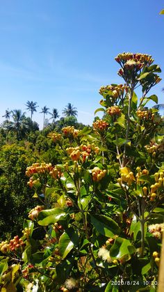 a bush with yellow flowers and green leaves in the foreground, on a sunny day