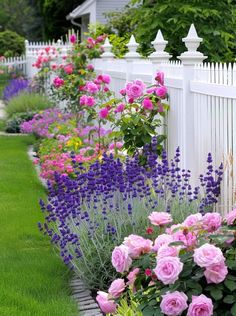 pink and purple flowers line the side of a white picket - fenced garden area