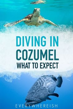 the cover of diving in cozumel what to expect