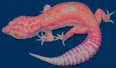 an orange and pink gecko laying on top of a blue surface