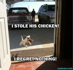 a dog is running through an open door with the caption i stole his chicken i regret nothing