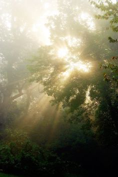 the sun is shining through the trees in the park