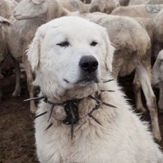 a large white dog with spiked spikes on his collar in front of a herd of sheep